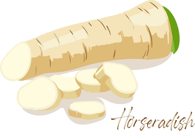 Ilustración de raíz de rábano picante en rodajas frescas Dibujo de verduras orgánicas crudas Ingrediente picante natural