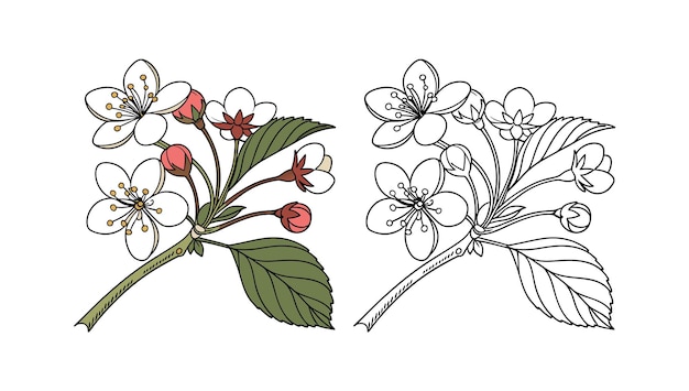 Ilustración de la rama de la flor de cerezo en color y blanco y negro