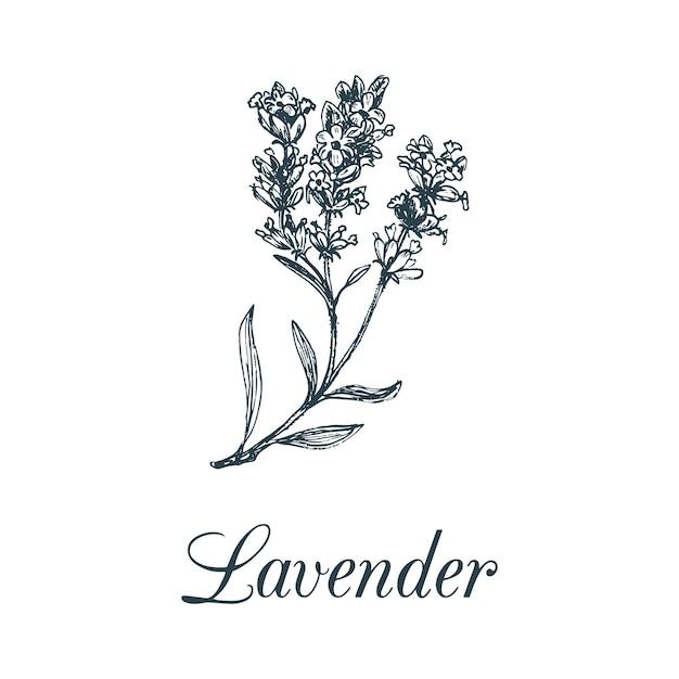 Ilustración de rama de lavanda vectorial Bosquejo botánico dibujado a mano de planta medicinal en estilo de grabado Hierba orgánica aislada