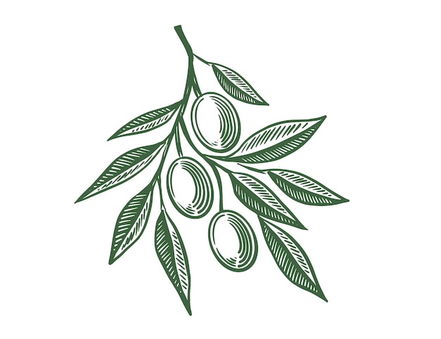 Ilustración de la rama de olivo
