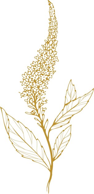 Ilustración de una rama de quinoa dibujada a mano