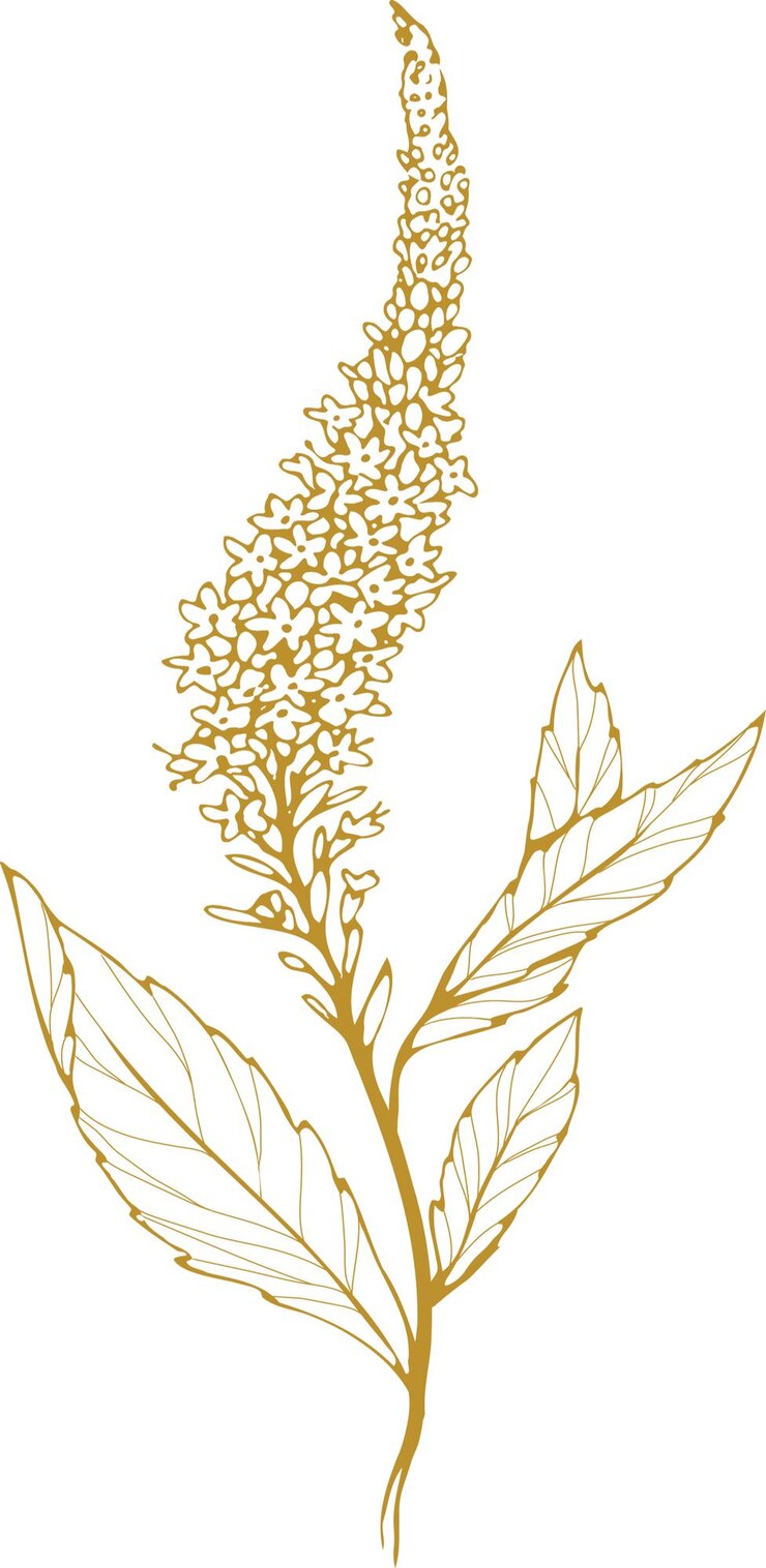 Ilustración de una rama de quinoa dibujada a mano