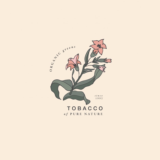 Ilustración rama de tabaco - estilo vintage grabado. Composición del logo en estilo botánico retro.