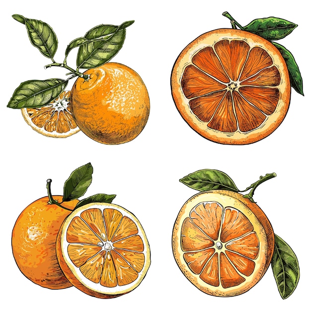 Ilustración de raster de grabado en color aislado sobre fondo blanco