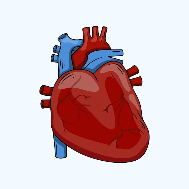 Ilustración realista de la anatomía del corazón humano
