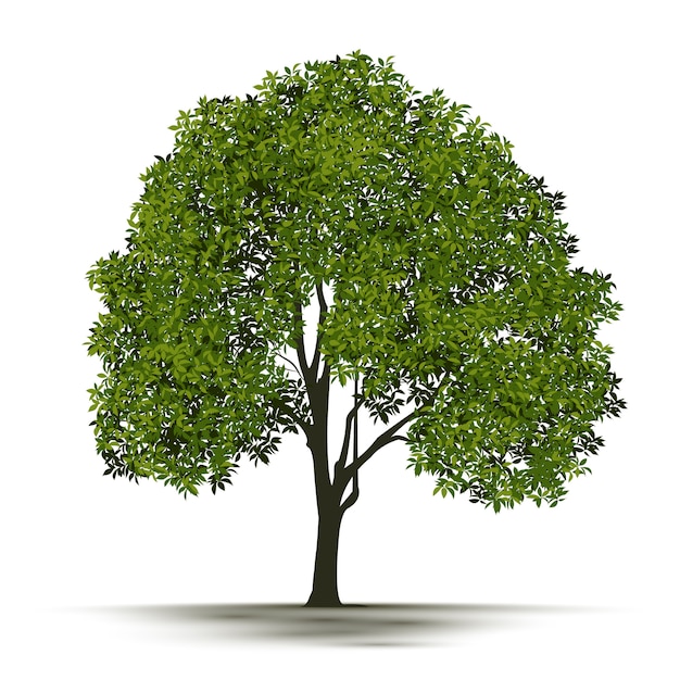 Ilustración Realista Árbol Aislado