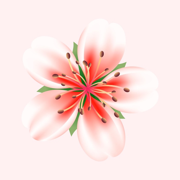 Ilustración realista de la flor del cerezo sobre un fondo blanco