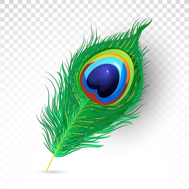 Vector ilustración realista hermosa pluma de pavo real