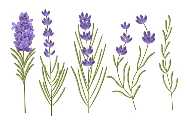 Ilustración realista de la lavanda