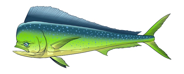 Vector ilustración realista del pez dorado dibujada a mano