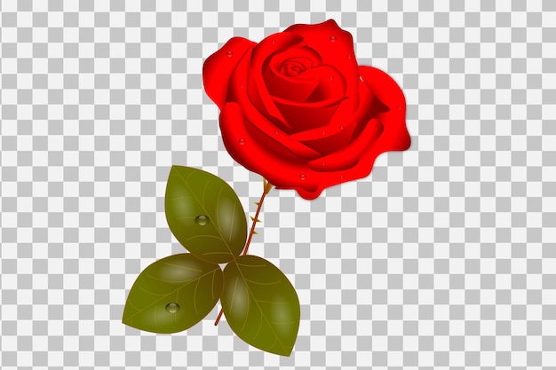 Ilustración realista de rosa roja
