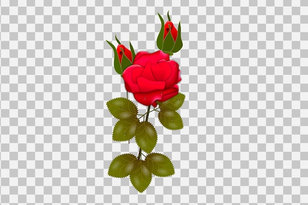 Ilustración realista de rosa roja