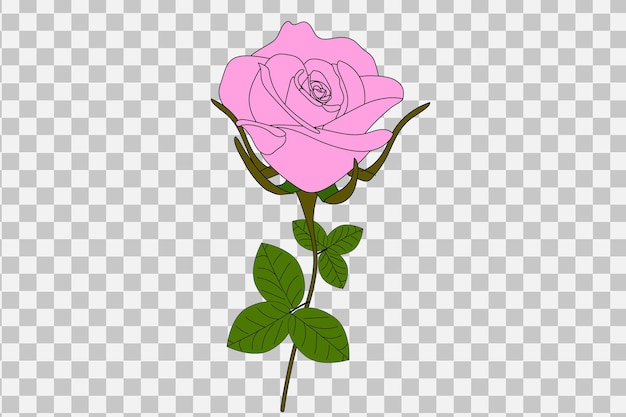 Vector ilustración realista de rosa rosa