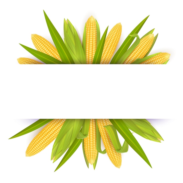 Ilustración realista de vector de plantilla de tarjeta de marco de maíz