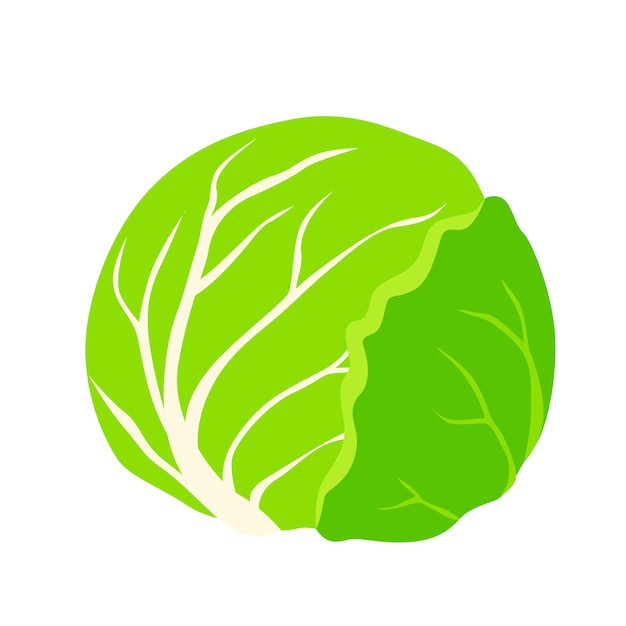 Ilustración de repollo Vector aislado en el fondo