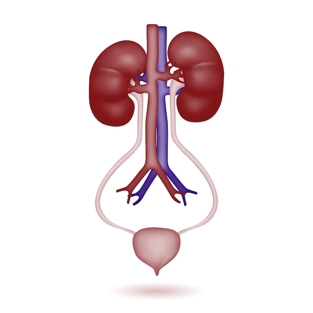 Ilustración de riñón humano