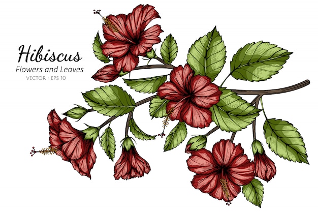 Ilustración roja del dibujo de la flor y de la hoja del hibisco con arte lineal en los fondos blancos.