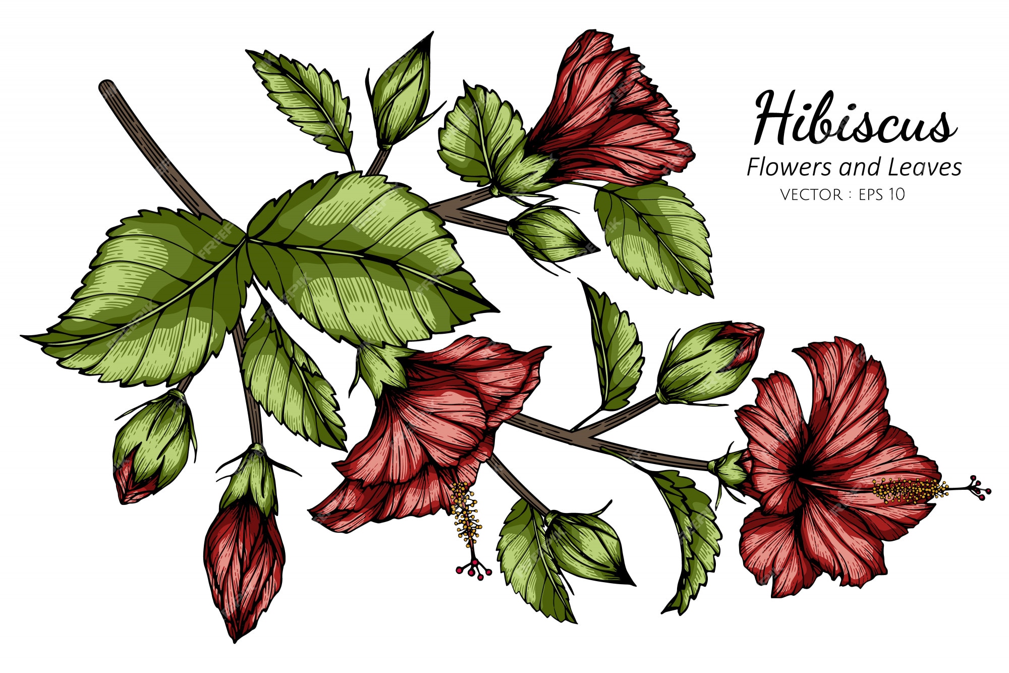 Ilustración roja del dibujo de la flor y de la hoja del hibisco con arte lineal en los fondos blancos. | Vector Premium Ilustración roja del dibujo de la flor y de la hoja del hibisco con arte lineal en los fondos blancos. | Vector Premium