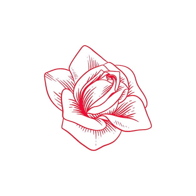 Vector ilustración de rosa dibujada a mano vector de rosa artística roja