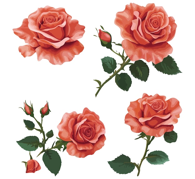 Ilustración de las rosas de coral