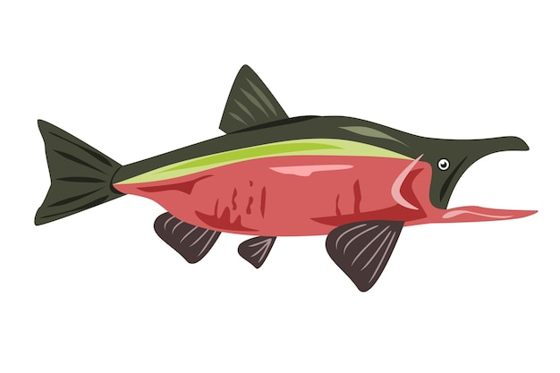 Ilustración del salmón rojo