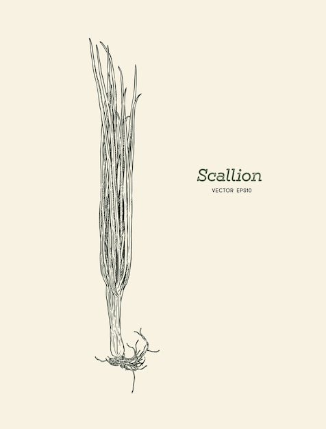 Ilustración de Scallions