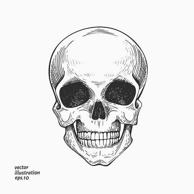 Ilustración de scull humano. Dibujado a mano ilustración esqueleto.