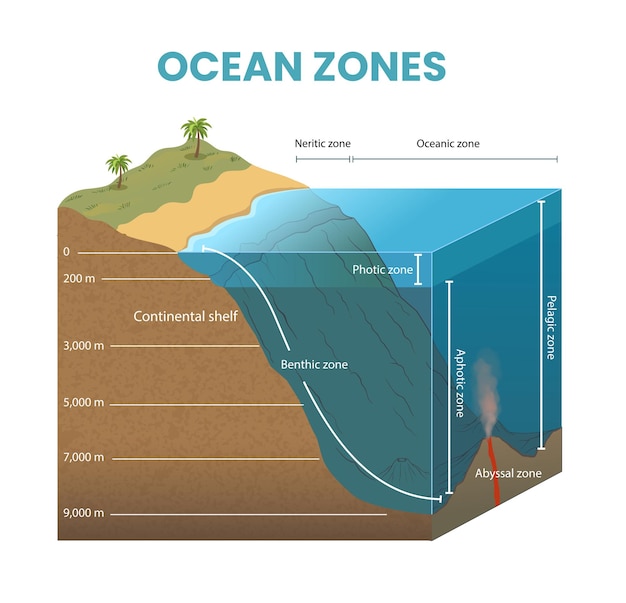 Vector ilustración de sección transversal del diagrama de las zonas oceánicas