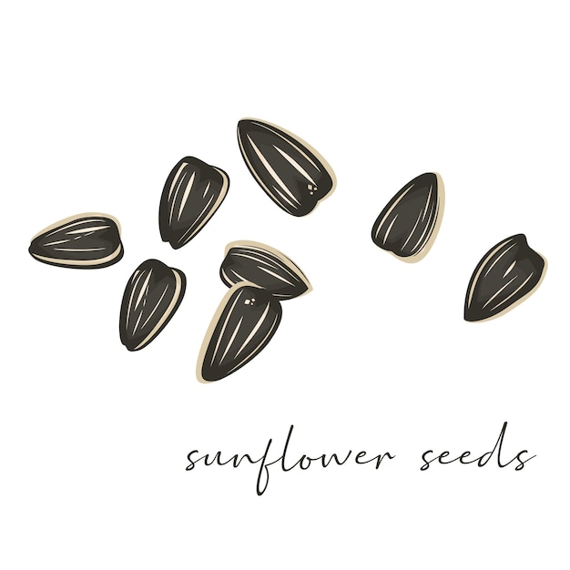 Ilustración de semillas de girasol como un bocadillo saludable natural aislado en fondo blanco