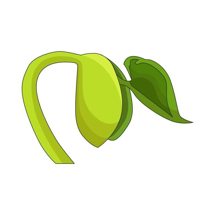 Vector ilustración de las semillas