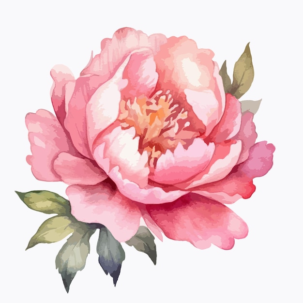 Vector ilustración serena en acuarela con una flor de peonía