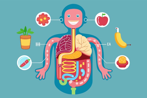 Vector ilustración del sistema digestivo humano