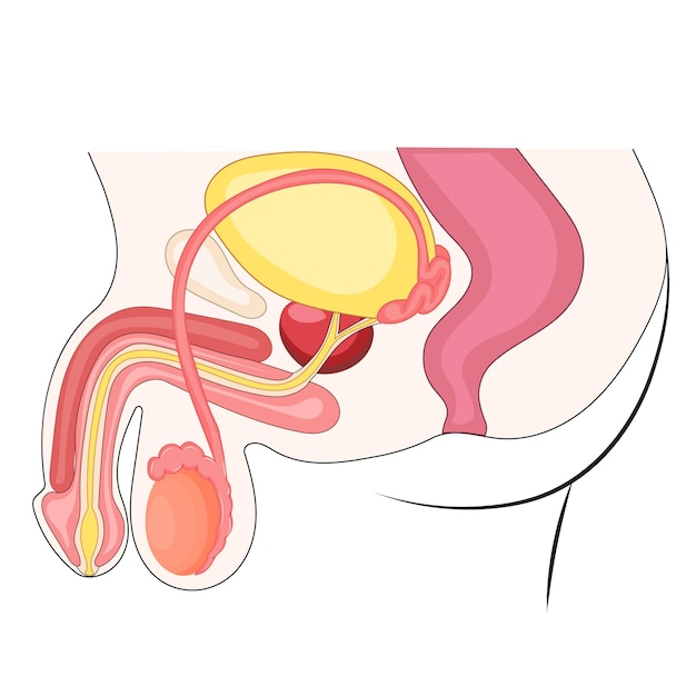 Vector ilustración del sistema reproductivo masculino vista lateral