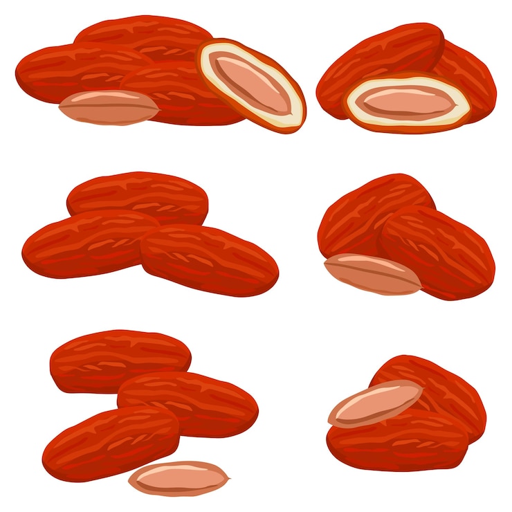 Vector ilustración sobre el tema gran conjunto de colores diferentes tipos de frutas de fecha para una vida saludable patrón de frutas de fecha que consiste en accesorio de colección en un estilo de vida saludable las fechas de frutas son símbolo de comida saludable