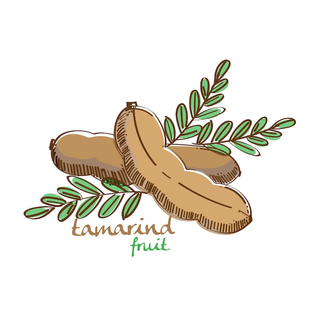 Ilustración de tamarindo