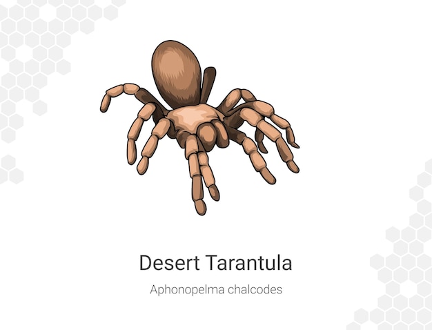 Ilustración de las tarántulas del desierto aphonopelma chalcodes