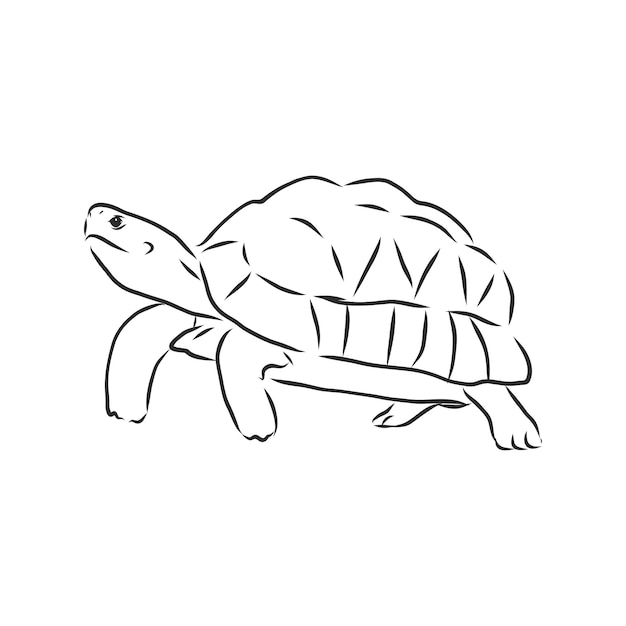 Vector ilustración, tatuaje, animal, tortuga, vector, bosquejo, ilustración