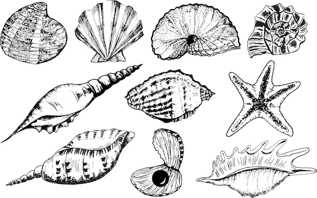 Ilustración de tinta dibujada a mano en blanco y negro un manojo de diferentes conchas marinas para cualquier trabajo de diseño