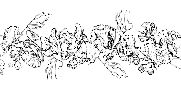 Ilustración de tinta gráfica vectorial dibujada a mano flores botánicas hojas de guisante dulce eterno