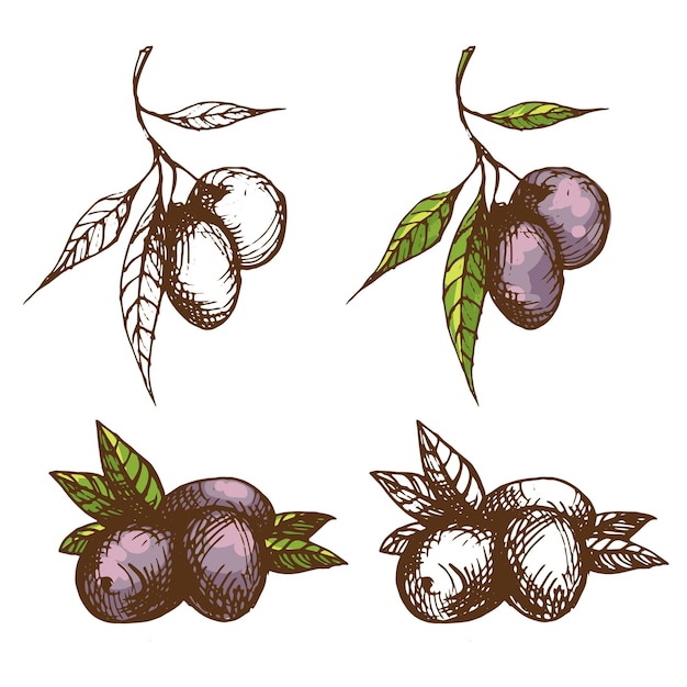 Vector ilustración de tinta hansketched de estilo grabado vintage de aceitunas de rama de olivo y antipasti de hojas