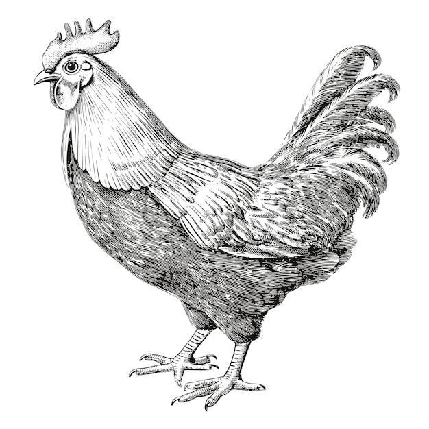 Ilustración en tinta de pollo y pájaro dibujo en blanco y negro de animal doméstico