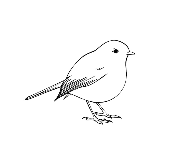 Ilustración de tinta vectorial dibujada a mano del pájaro petirrojo Página para colorear