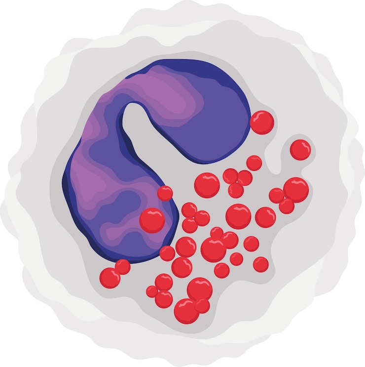 Vector ilustración del tipo de eosinófilos o glóbulos blancos aislados en un fondo blanco