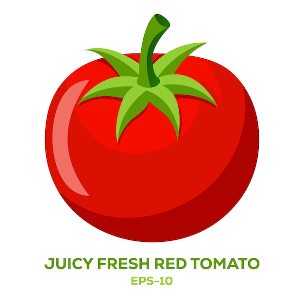 Ilustración de tomate rojo fresco en blanco
