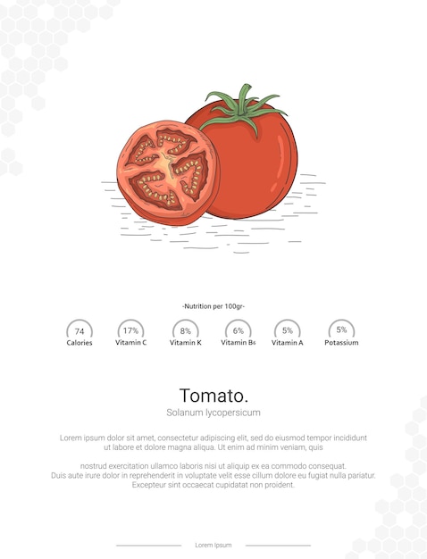 Vector ilustración de tomate solanum lycopersicum undatus con decoración de pared de nutrición ideas