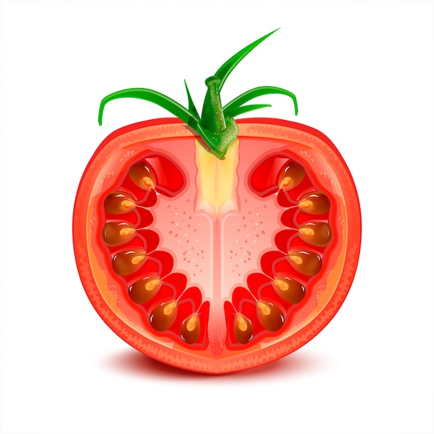 Ilustración de tomate