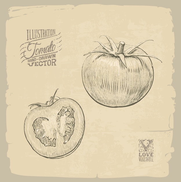 Vector ilustración de tomate
