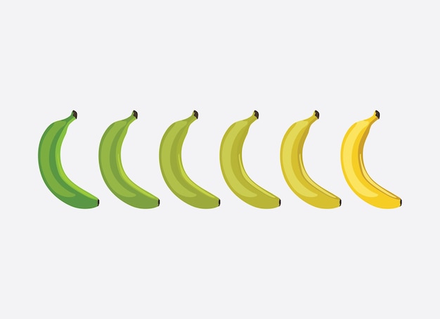 Ilustración de la transformación del color del plátano de verde a amarillo Vector EPS