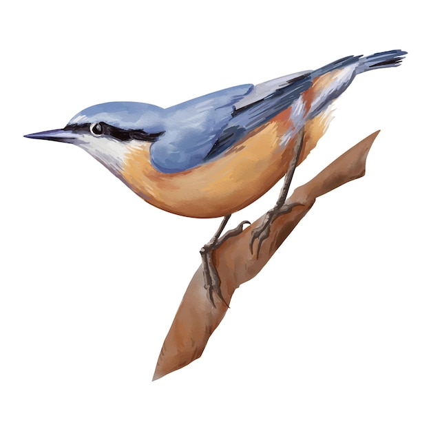 Ilustración de trepador azul bosque acuarela