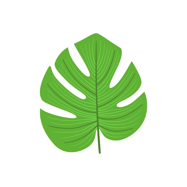 Ilustración tropical de hoja de Monstera Diseño de verano botánico vectorial aislado de planta exótica verde